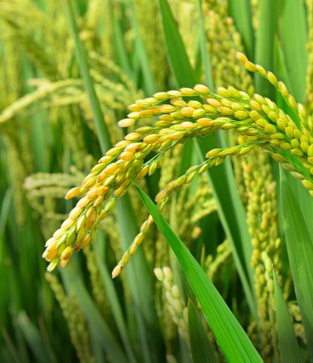 Rice crop on the cover of teaser image for news article xarvio HEALTHY FIELDS launched in Japan, Weed management solution for dry direct-seeding rice cultivation